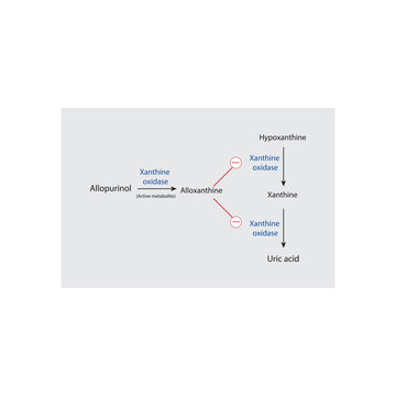 Inhibition of Uric Acid Synthesis by Allopurinol &ndash; Schematic Diagram of Hypoxanthine and Xanthine Metabolism Blocked by Allopurinol and Oxypurinol via Xanthine Oxidase Inhibition