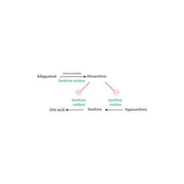 Inhibition of Uric Acid Synthesis by Allopurinol &ndash; Schematic Diagram of Hypoxanthine and Xanthine Metabolism Blocked by Allopurinol and Oxypurinol via Xanthine Oxidase Inhibition