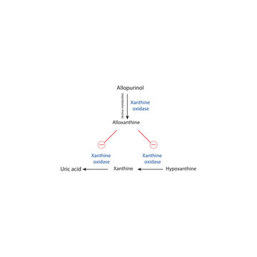 Inhibition of Uric Acid Synthesis by Allopurinol &ndash; Schematic Diagram of Hypoxanthine and Xanthine Metabolism Blocked by Allopurinol and Oxypurinol via Xanthine Oxidase Inhibition