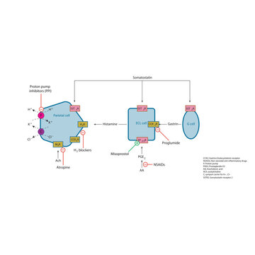 Regulation of Gastric Acid Secretion by Parietal Cells &ndash; Schematic Diagram with Drug Action Sites Including PPIs, H2 Blockers, Anticholinergics, Misoprostol, and NSAID Effects