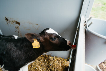 calf nursing from bottle at farm showcasing dairy care