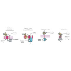 Structural Comparison of Major Receptor Families – Ligand-Gated Ion Channels, G Protein–Coupled Receptors, Kinase-Linked Receptors, and Nuclear Receptors