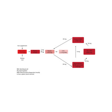 Diagram of Iron Distribution and Daily Turnover in the Human Body &ndash; Hemoglobin Recycling, Phagocyte Iron Handling, and Iron Flow Between Tissues
