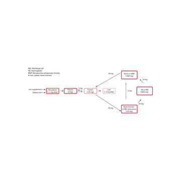 Diagram of Iron Distribution and Daily Turnover in the Human Body &ndash; Hemoglobin Recycling, Phagocyte Iron Handling, and Iron Flow Between Tissues