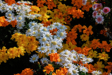 A riot of colors：Daisy Divide in a Sea of Flowers.