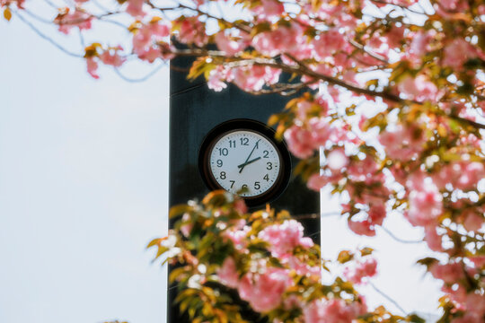 An Outdoor Clock Veiled by Cherry Blossoms.