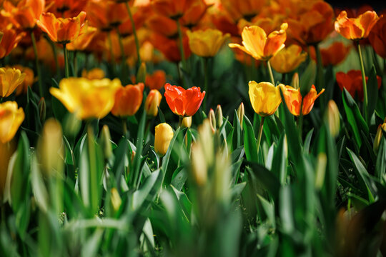 A riot of colors：Spring Tulips in Colorful Bloom.