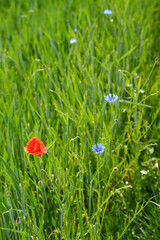 Grain field with poppies and cornflowers. Landscape in Bavaria (Germany) in spring.