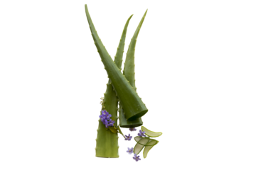 aloe vera herbal for health care local flora of asia arrangement flat lay style 