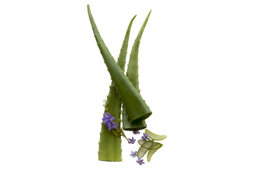aloe vera herbal for health care local flora of asia arrangement flat lay style 