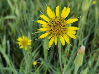 dandelions in the grass