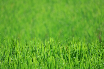 Texture of green fresh grass, rice field close-up