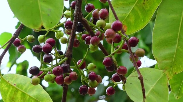 Small black-purple ripe and unripe Syzygium cumini fruits hanging on the tree. Swaying a cluster of Java plum fruits on the tree.