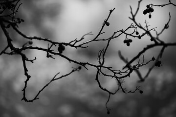 black and white photo of tree branches in a park