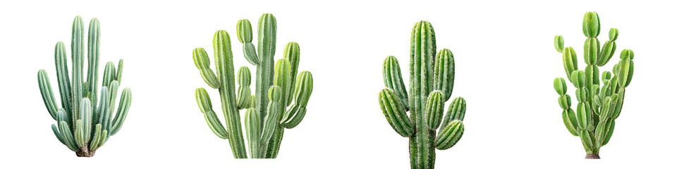 Diverse, green cactus varieties showcasing unique shapes and textures, perfect for landscaping, home decor, or botanical-themed design projects that highlight nature's beauty.
