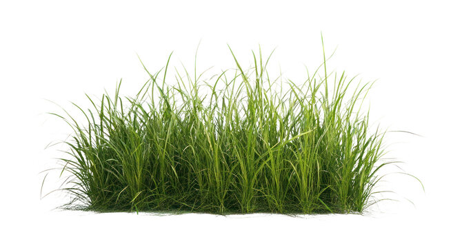 Fototapeta PNG Grass border plant green eco-friendly.