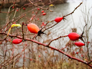 Ripe rose hips against the backdrop of late autumn nature.