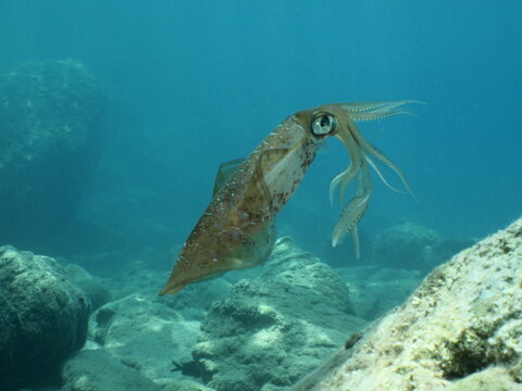 calamari lulaga vulgaris scenery underwater