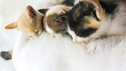 mother cat nursing her kittens. babies kitten suckling milk. cat family. animal motherhood, breastfeeding animal.