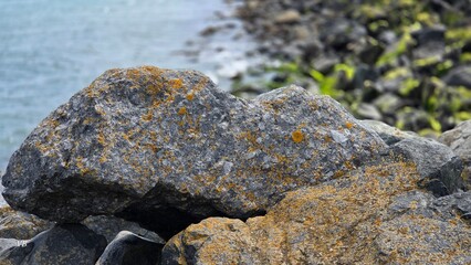 lichen on rock