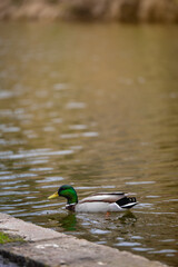 A vibrant male mallard duck glides through calm waters near a stone edge. Perfect for nature, wildlife, or urban pond scenes. Captured in Tallinn, Estonia - serene moment of spring in the city.