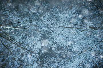 winter night nature background, tree branches winter snowfall background