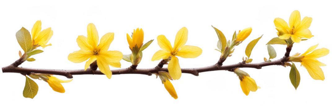 Yellow flowers bloom along a slender brown branch with green leaves. Png, Transparent background.