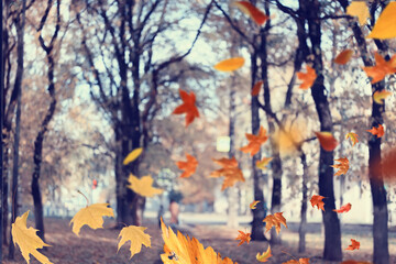 Leaf fall landscape in autumn park, colorful leaves flying in the wind background of October