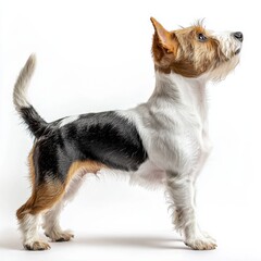 Small energetic terrier dog standing alert with pointed ears and expressive eyes on a plain white background perfect for pet and animal related projects