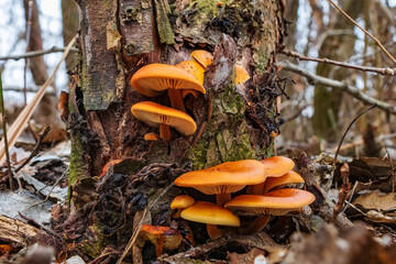 Edible mushrooms grow on an old stump in the forest. Flammulina velutipes, the velvet foot, velvet...