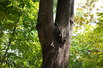 Y-Shaped Tree Trunk Surrounded by Sunlit Green Foliage in Forest Setting