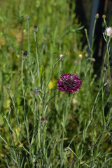pollen-rich cornflower black ball on a bee-friendly uncultivated meadow in the garden
