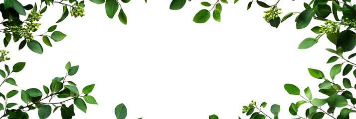 Green leafy branches with small flower buds arranged around the edges in a rectangular frame. Png, Transparent background.