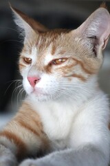 Portrait of an orange kitten under shade