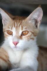 Portrait of an orange kitten under shade