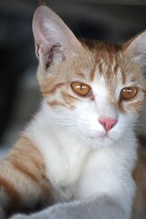 Portrait of an orange kitten under shade