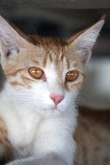 Portrait of an orange kitten under shade