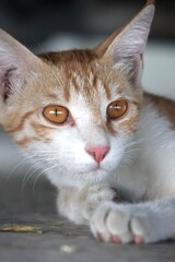 Portrait of an orange kitten under shade