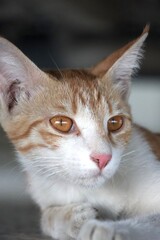 Portrait of an orange kitten under shade