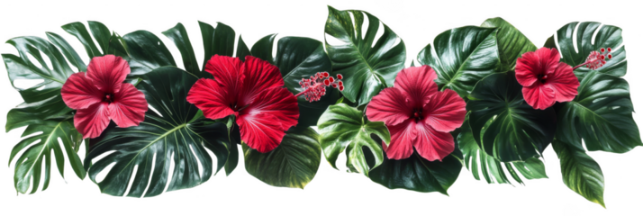 Red hibiscus flowers and lush green tropical leaves arranged in a vibrant decorative pattern. Png, Transparent background.