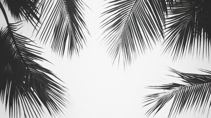 Obraz premium Monochrome silhouette of palm leaves against white sky background