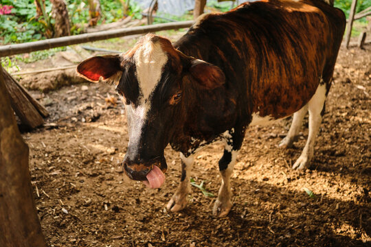 Cow sticking out tongue in farm enclosure