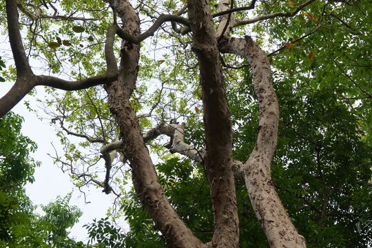 Arjun tree, scientifically known as Terminalia arjuna found in deep forest with geen nature and sky background