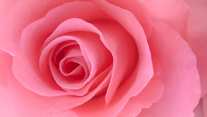 This close-up view captures the soft embrace of velvety peach petals as they fold inward with effortless grace, forming a perfect spiral that feels both timeless and intimate.