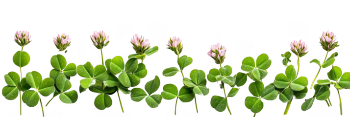 Row of blooming clover plants with green leaves and white flowers. Png, Transparent background.