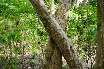 Crossed Tree Trunks Forming X Shape in Dense Forest Vegetation