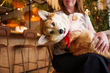 girl dog owner and dog corgi pembroke sitting in dog friendly cafe. on the table is a cup of tea...