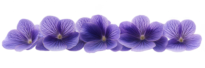 Row of vibrant purple flowers with detailed veins and yellow centers. Png, Transparent background.