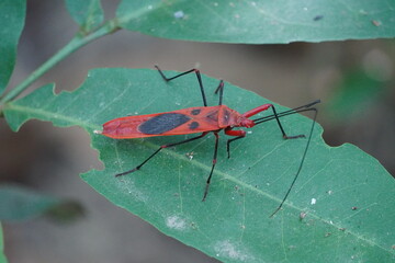 Red Cotton Stainer, specifically Dysdercus cingulatus resting on the green leaf