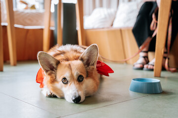 Beautiful Pembroke Corgi dog lying on the floor waiting in a dog friendly cafe. Owner's feet and a...